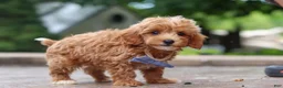 Maltipoo dogs for sale: Leo - Ad 8