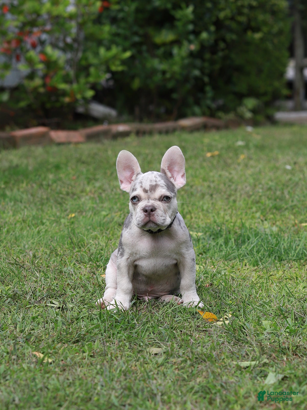 French Bulldog dogs Lux - Ad 2