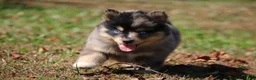 Pomsky dogs for sale: Sparky  - Ad 5
