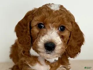 Mini Goldendoodle dogs Crumbles-petite - Ad 20