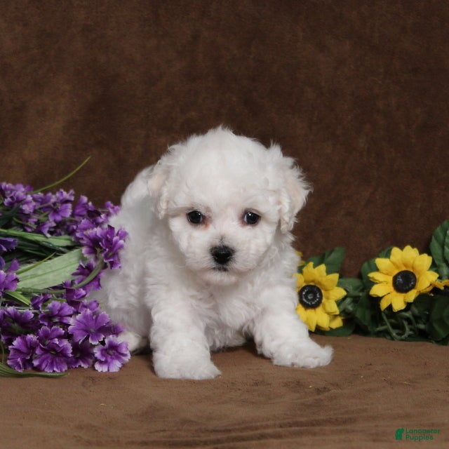 Bichon Frise dogs Hope - Ad 1