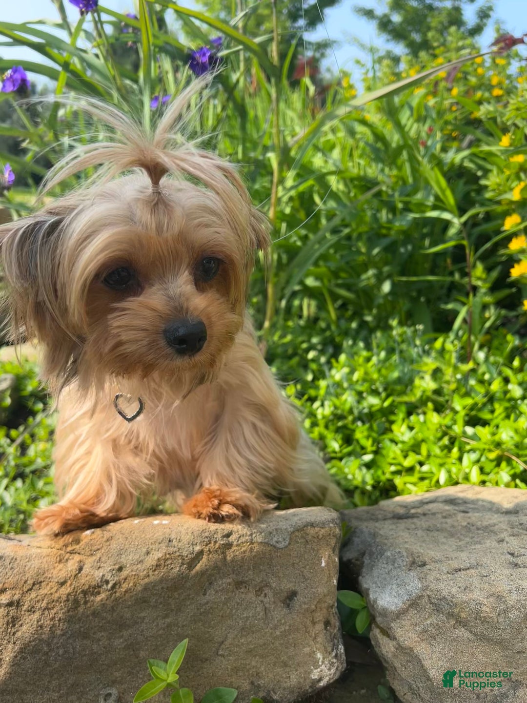 Yorkshire Terrier dogs for sale: Teddy - Ad 7