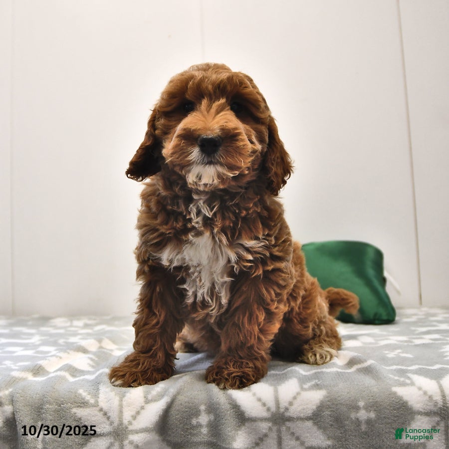 Mini Goldendoodle Puppies for sale in New York Lancaster Puppies