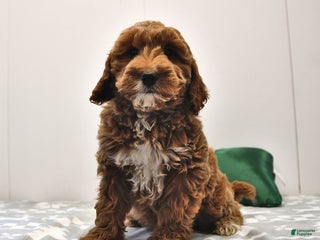 Mini Goldendoodle dogs - Ad 5