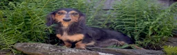 Miniature Dachshund dogs for sale: Lindy - Ad 7