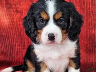 Miniature Bernese Mountain Dog dogs Macchiato - Ad 9