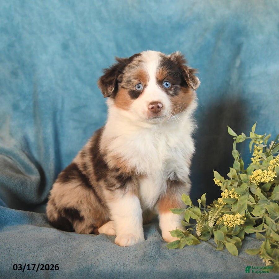 Miniature Australian Shepherd dogs Macy - Ad 1