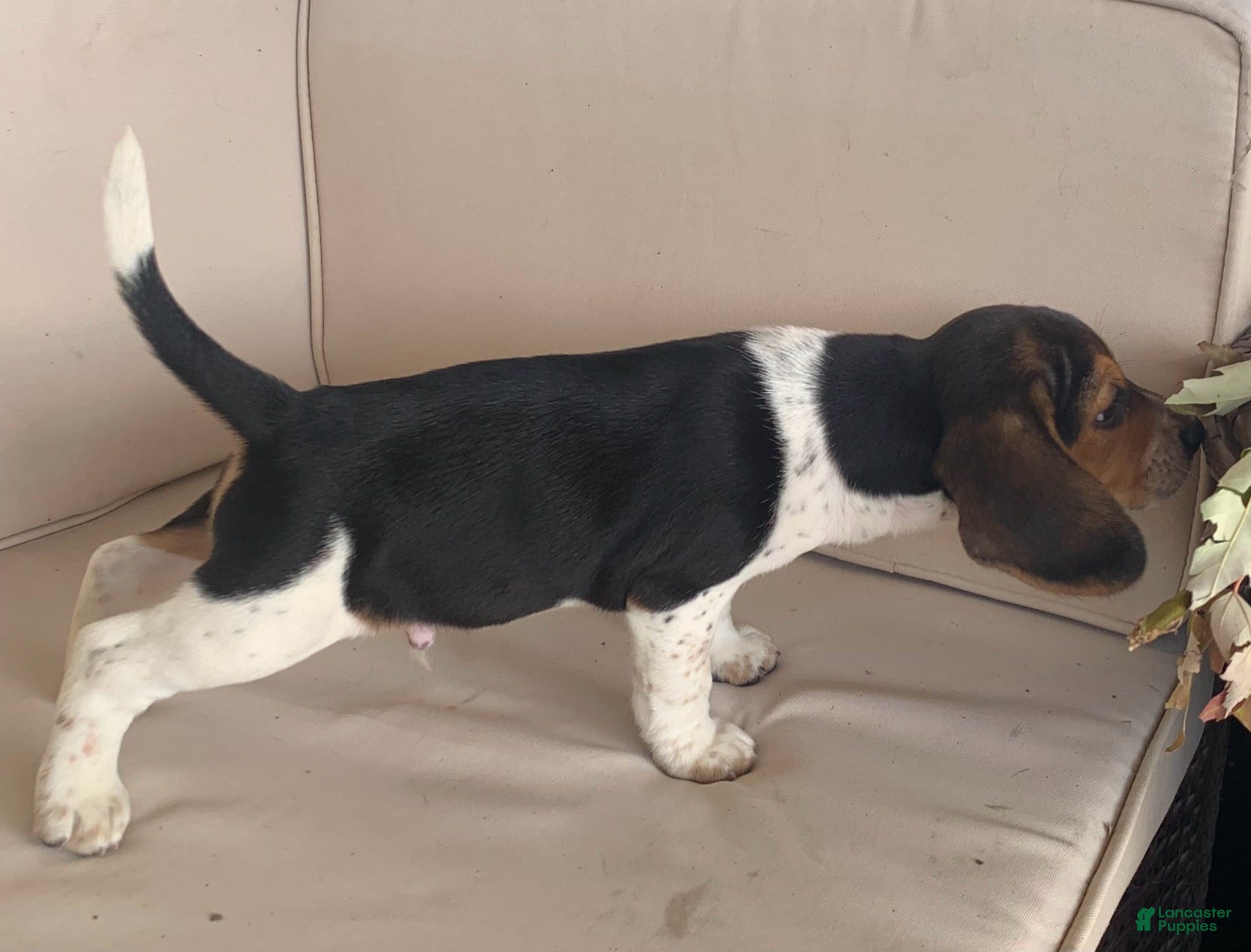 Beagle dogs Male #2 - Ad 2
