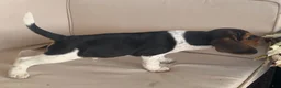Beagle dogs for sale: Male #2 - Ad 2