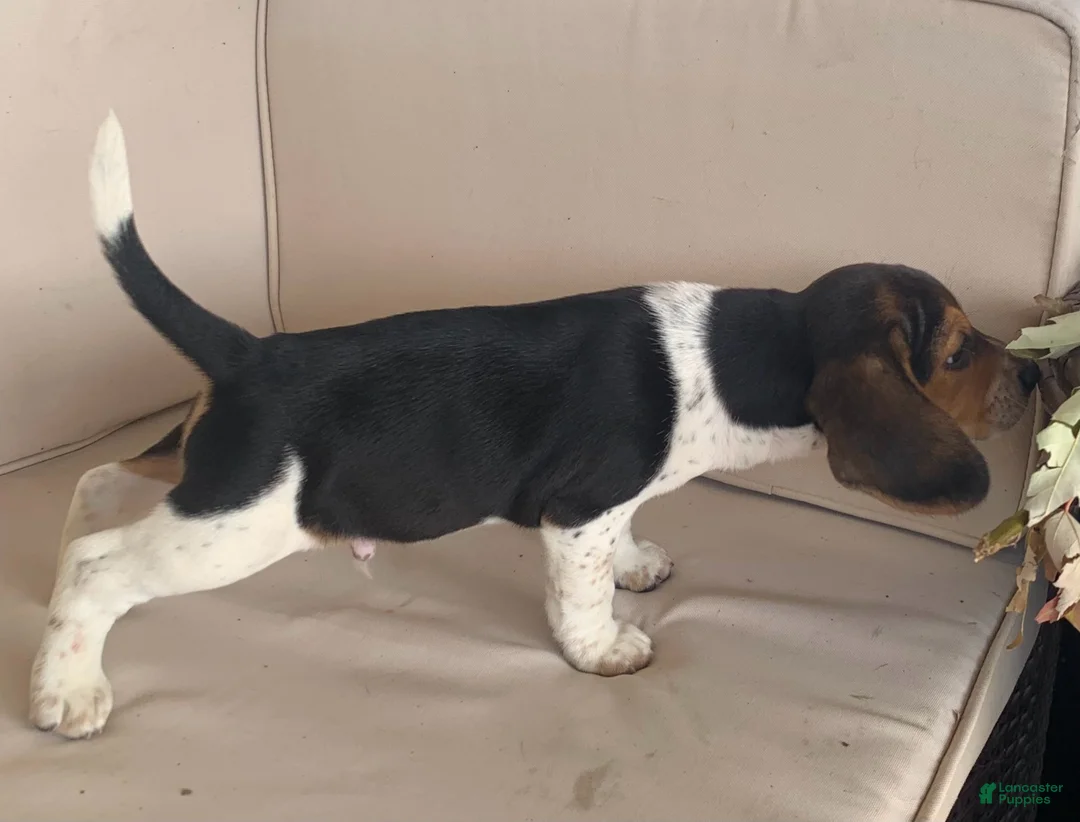 Beagle dogs for sale: Male #2 - Ad 2