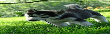 Polly