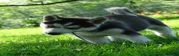 Siberian Husky dogs for sale: Polly - Ad 1