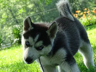 Siberian Husky dogs Polly - Ad 5