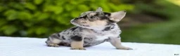 French Bulldog dogs for sale: Joy - Ad 4