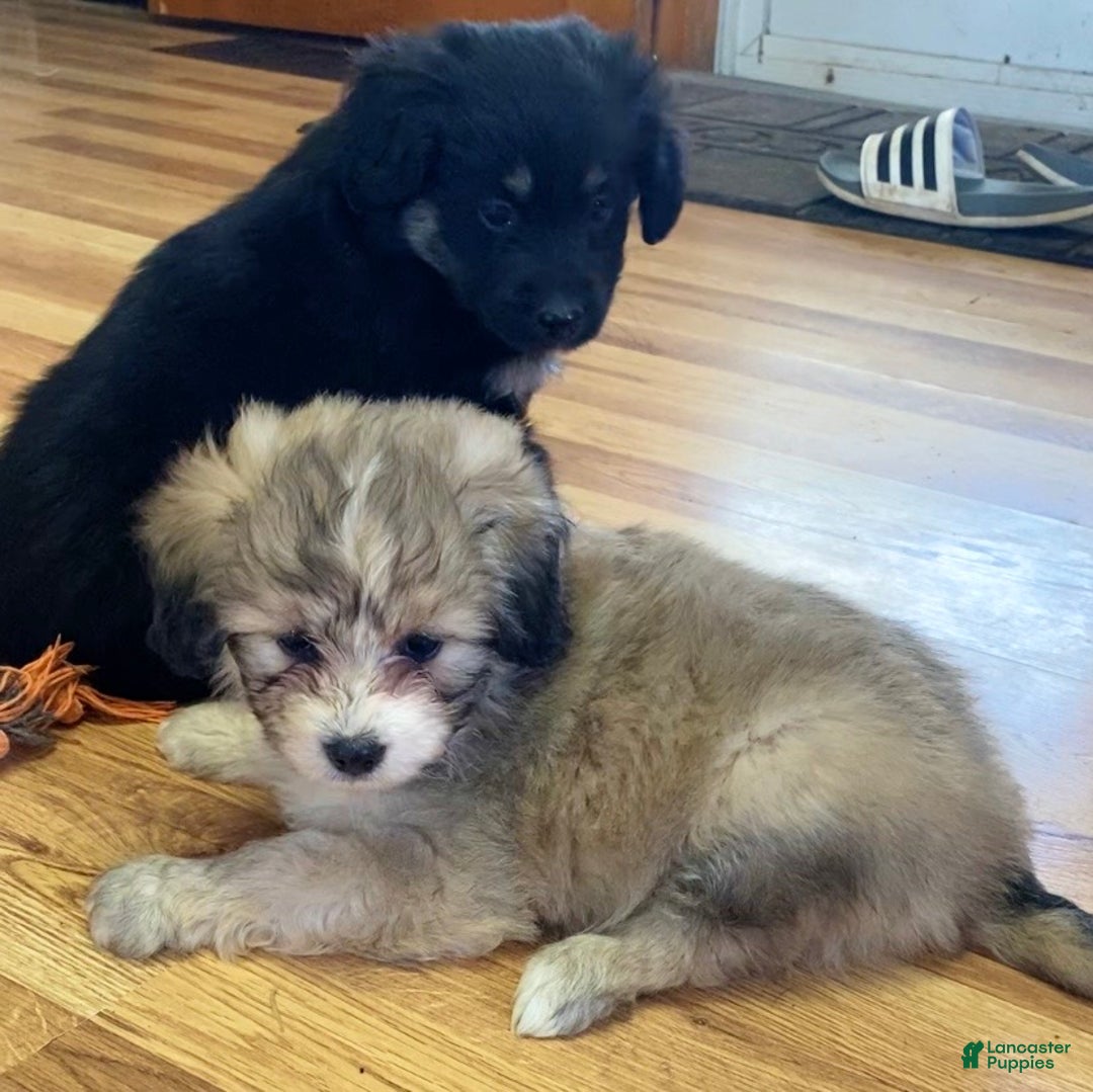 Mini Aussiedoodle dogs for sale: Charlie - Ad 3