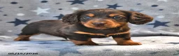 Miniature Dachshund dogs for sale: Twinkle - Ad 5