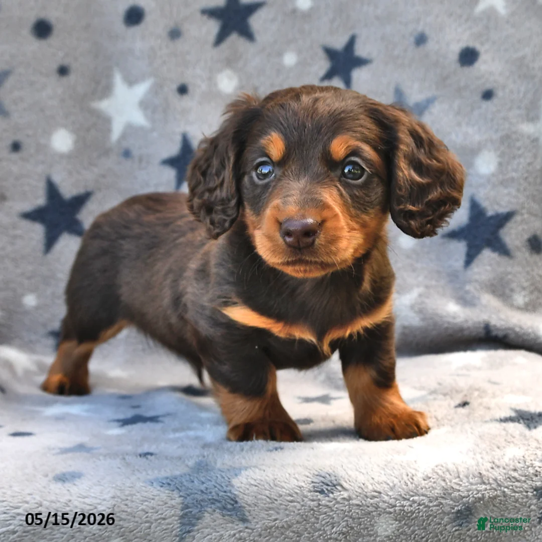 Miniature Dachshund dogs for sale: Twinkle - Ad 5
