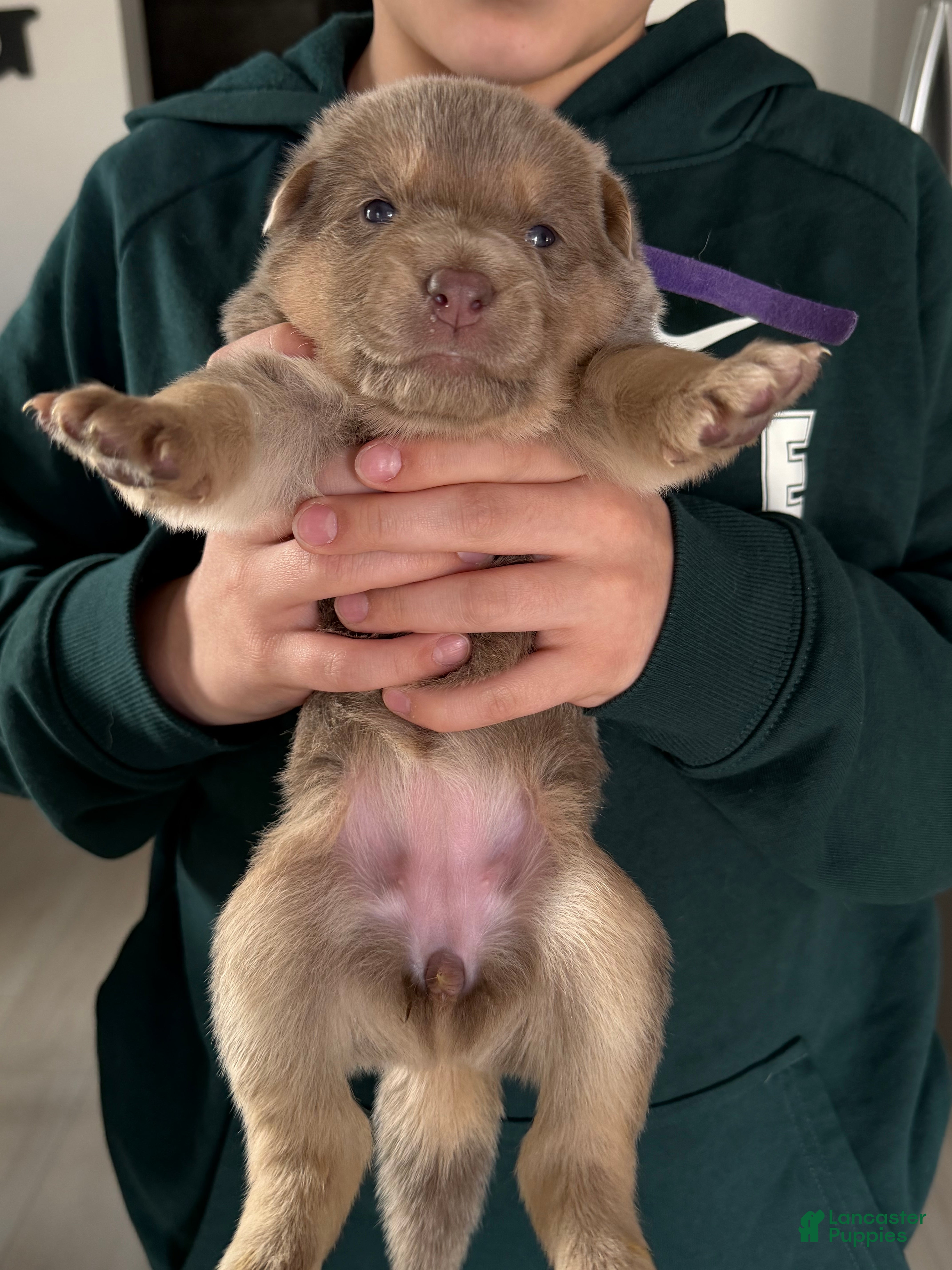 German Shepherd dogs German Shepherd Puppy 6 - Ad 3