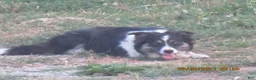 Border Collie dogs for sale: Zoe - Ad 3