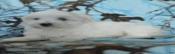 Maltese dogs for sale: Pebbles - Ad 3