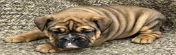 English Bulldog dogs for sale: Rosie - Ad 3