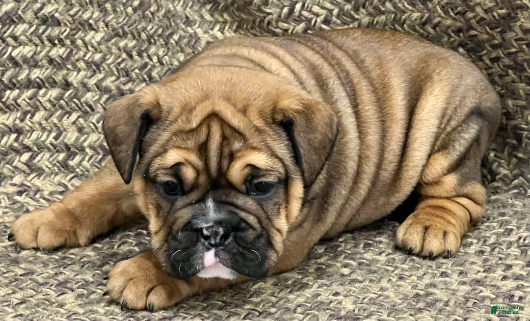 English Bulldog dogs for sale: Rosie - Ad 3