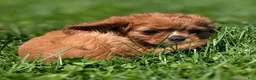 Cavalier King Charles Spaniel dogs for sale: Ruby - Ad 4