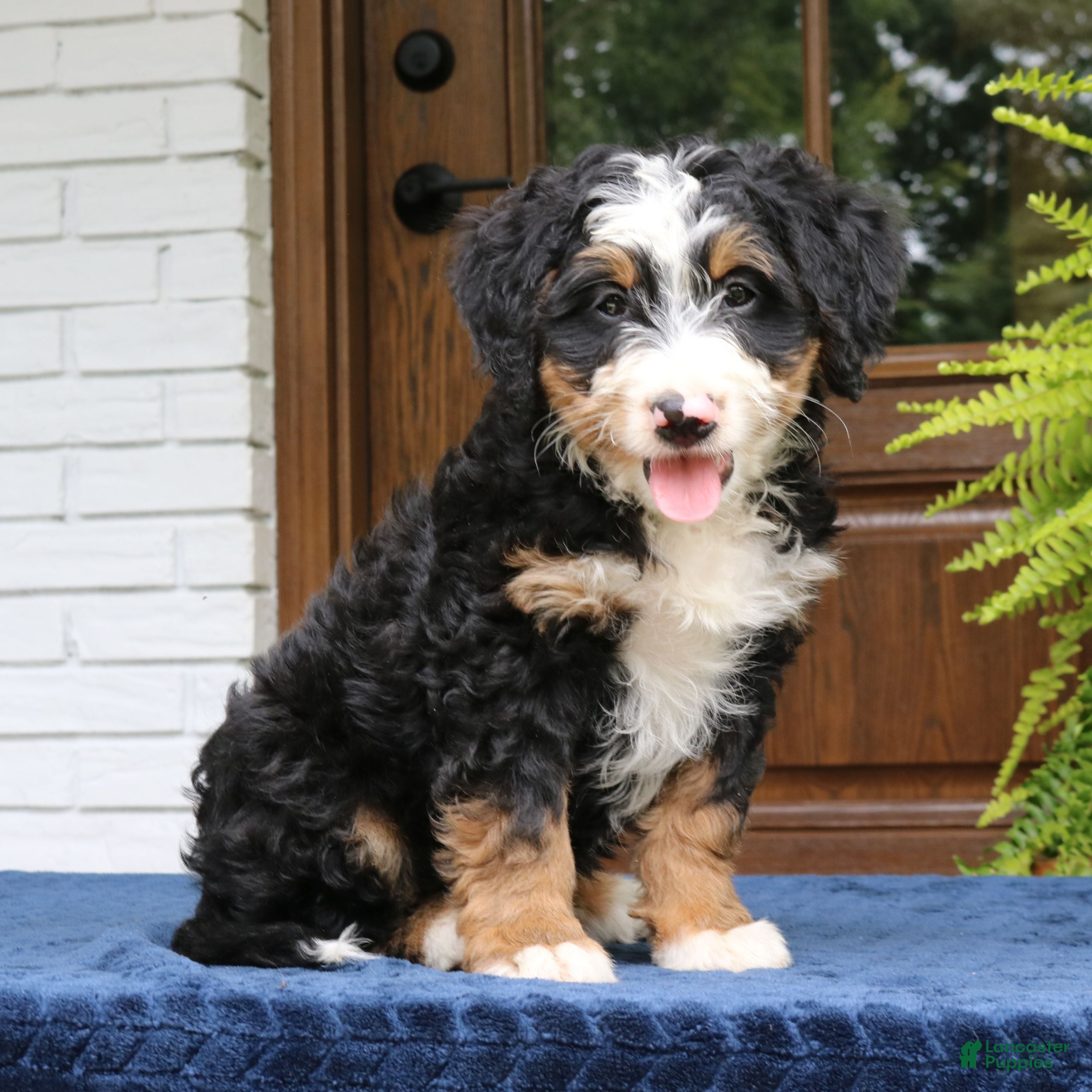 Mini Bernedoodle dogs Ringo  - Ad 2