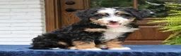 Mini Bernedoodle dogs for sale: Ringo  - Ad 2