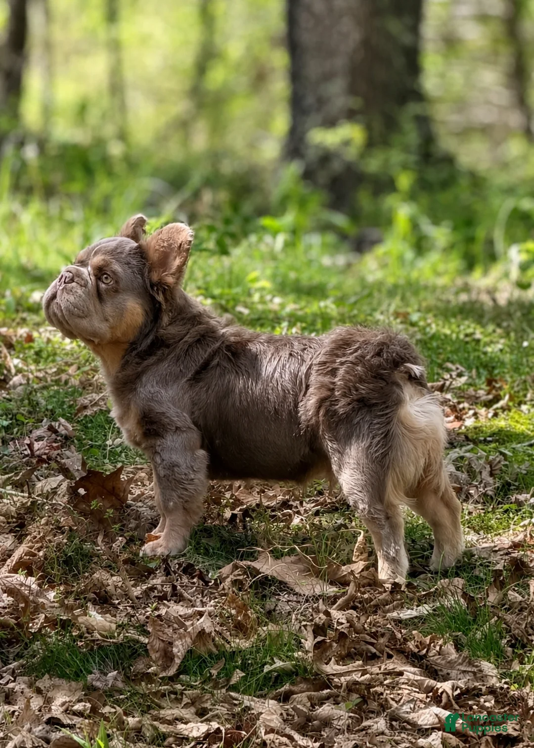 French Bulldog dogs for sale: Bowzer-New Shade & Tan Big Rope Fluffy - Ad 3