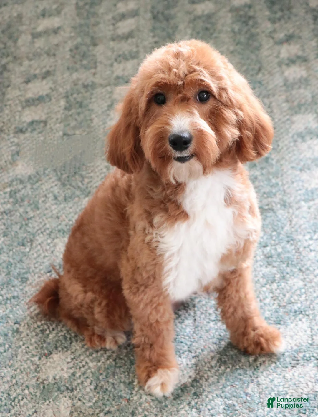 Mini Goldendoodle dogs for sale: Lenny - Ad 5
