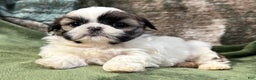 Shih Tzu dogs for sale: Dusty - Ad 1