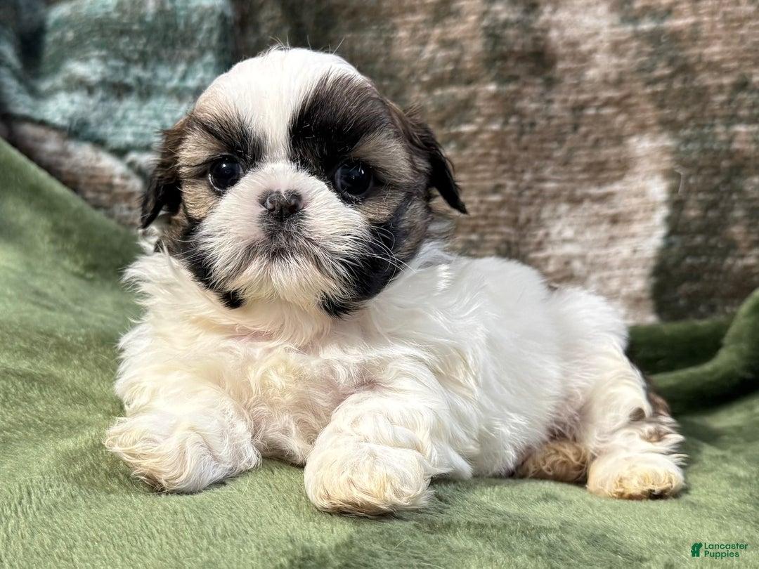 Shih Tzu dogs for sale: Dusty - Ad 1