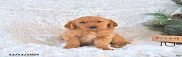 Golden Retriever dogs for sale: Cocoa - Ad 4