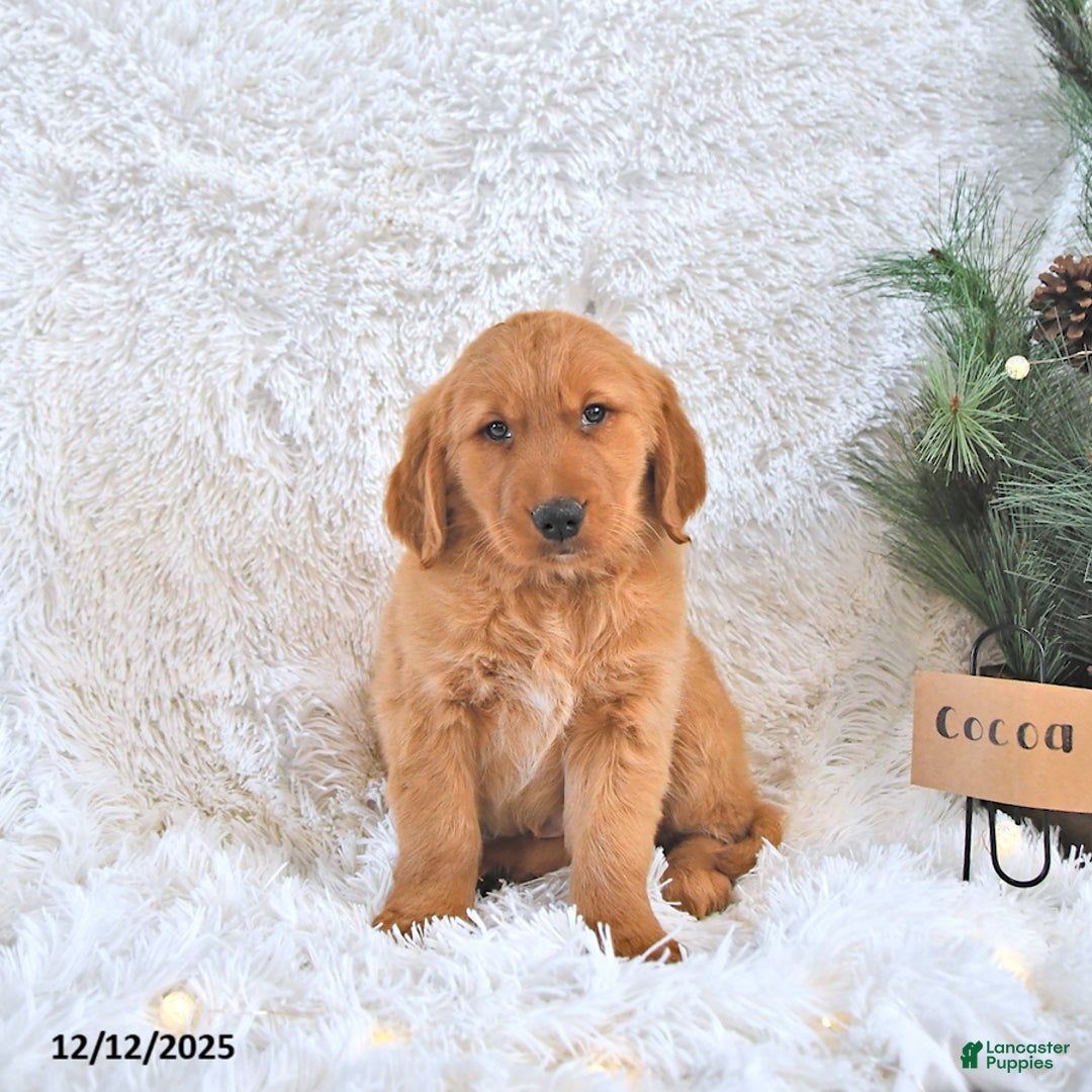 Golden Retriever dogs for sale: Cocoa - Ad 4