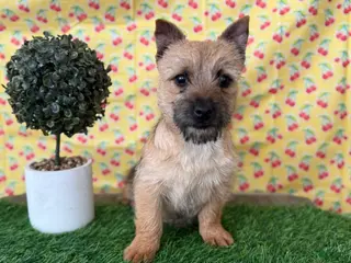 Cairn Terrier dogs Joy - Ad 8