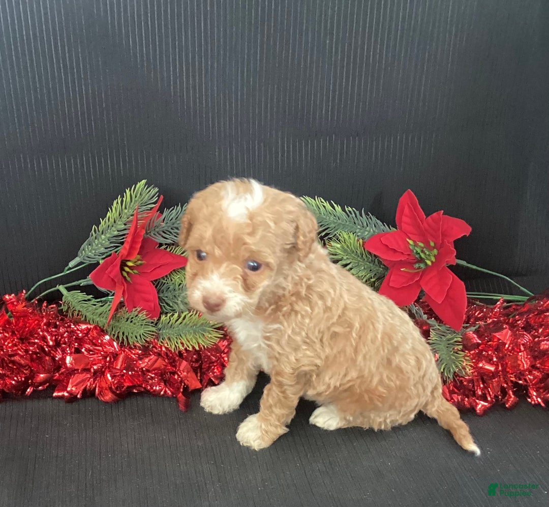 Mini Goldendoodle dogs for sale: Willo - Ad 4
