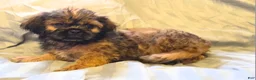 Teddy Bear dogs for sale: Sampson - Ad 3