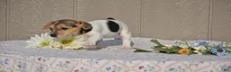 Jack Russell Terrier dogs for sale: Sandy - Ad 4