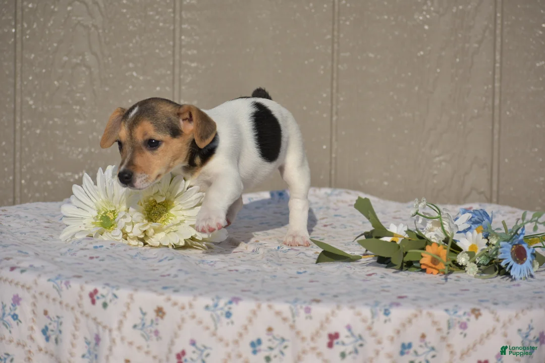 Jack Russell Terrier dogs for sale: Sandy - Ad 4