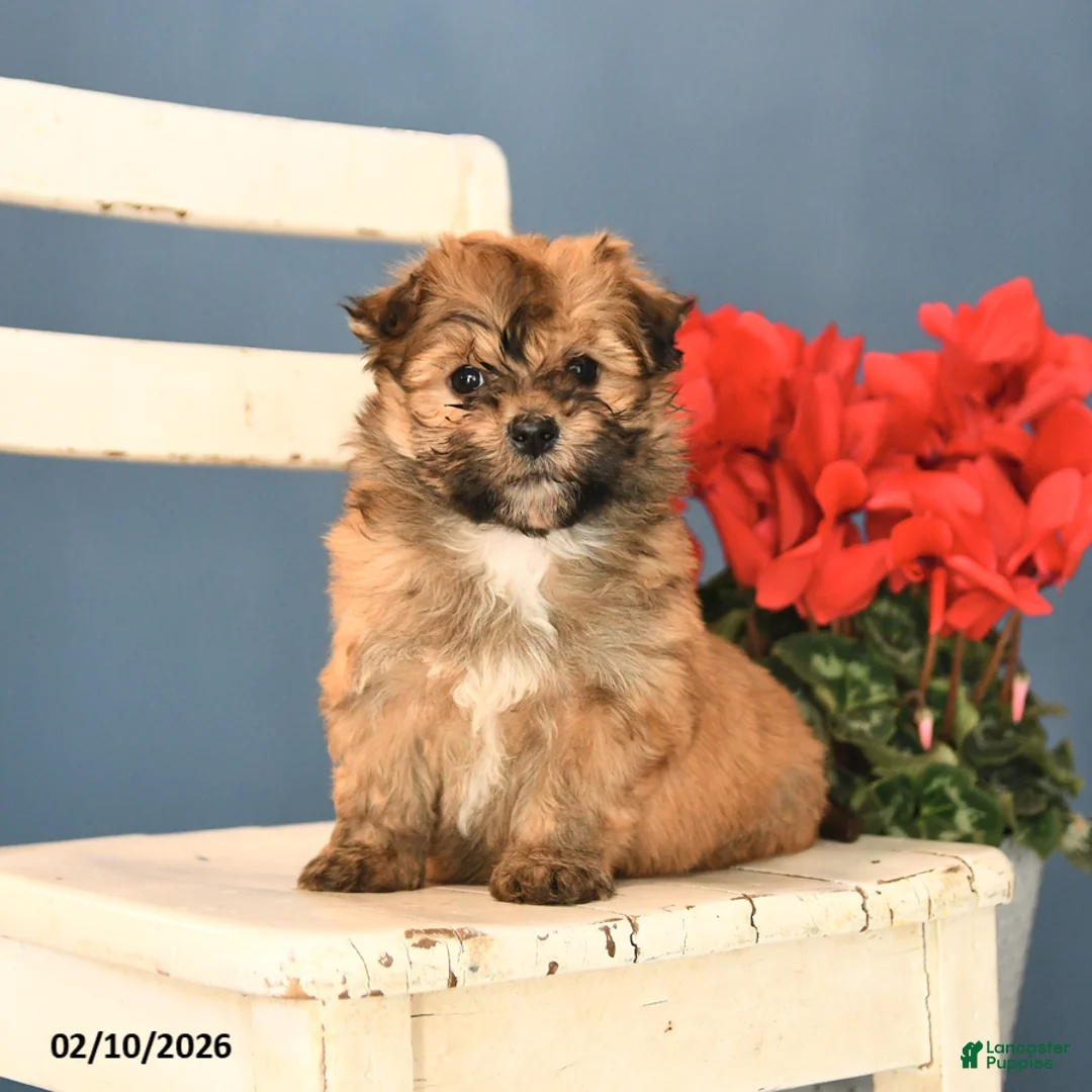 Havanese dogs for sale: Princess - Ad 4