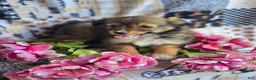 Mixed Breed dogs for sale: Mixed Breed 3 - Ad 10