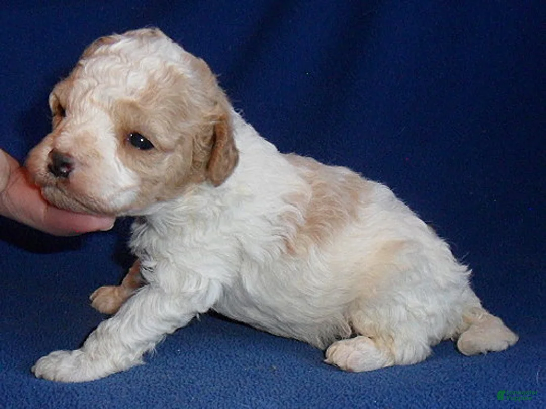 Cockapoo dogs for sale: Rudy - Ad 3