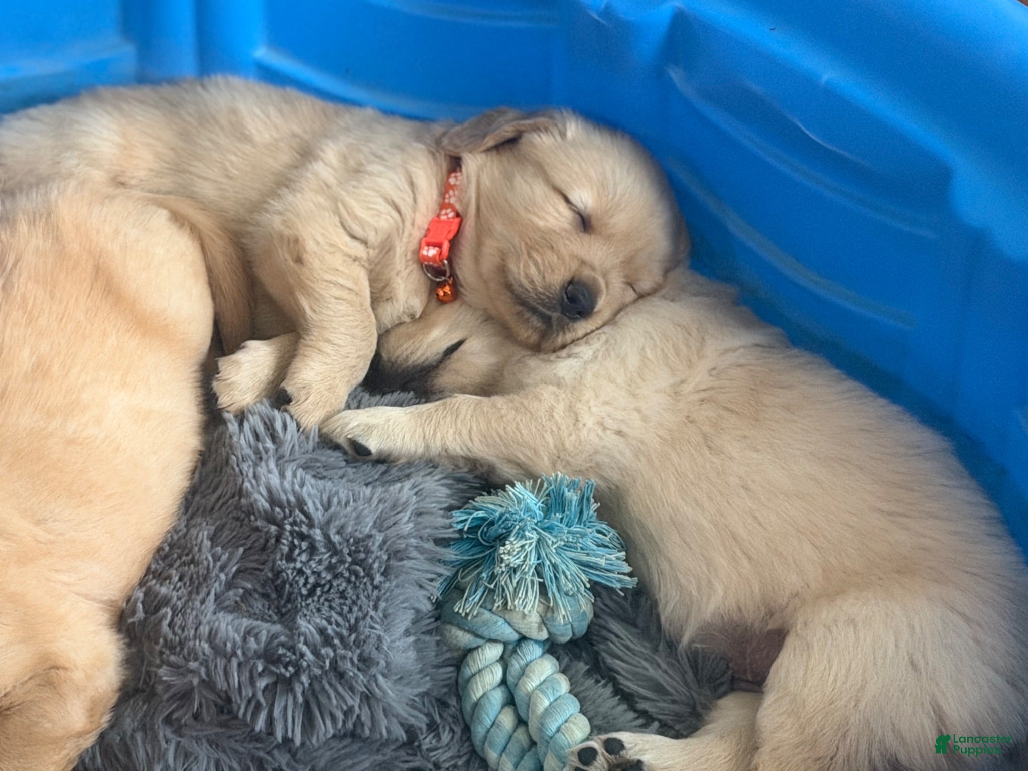 Golden Retriever dogs for sale: Golden Retriever 1 orange collar - Ad 2