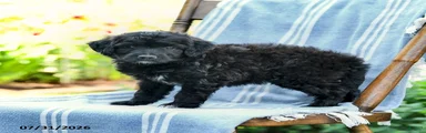 Akim