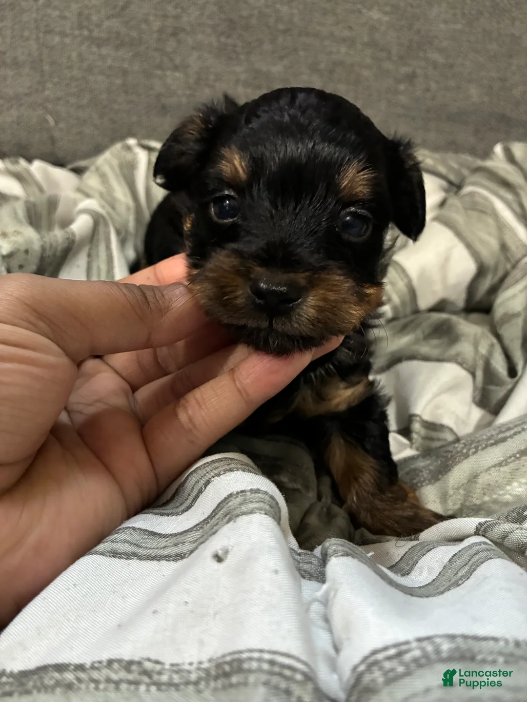 Yorkshire Terrier dogs for sale: Yorkshire Terrier Puppy 3 - Ad 1