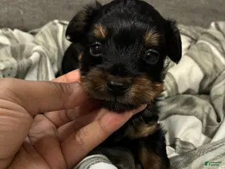 Yorkshire Terrier dogs for sale: Yorkshire Terrier Puppy 3 - Ad 2