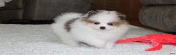 Pomeranian dogs for sale: Leonard - Ad 4