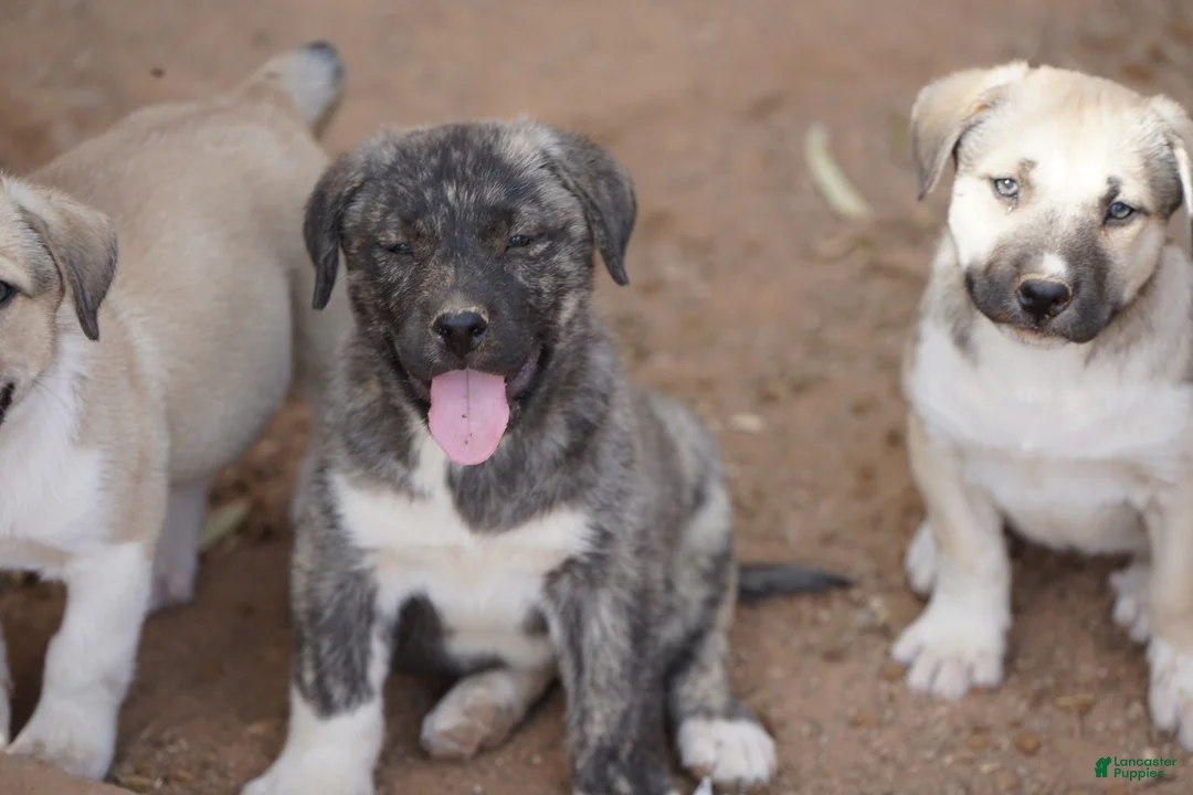 Mixed Breed dogs for sale: Bansky M Silver Brindle - Ad 1