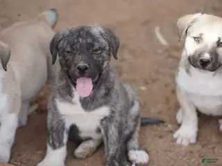 Mixed Breed dogs Bansky M Silver Brindle - Ad 28